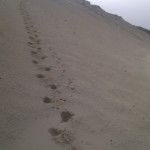 Sand Dune Climbing Capbreton, France