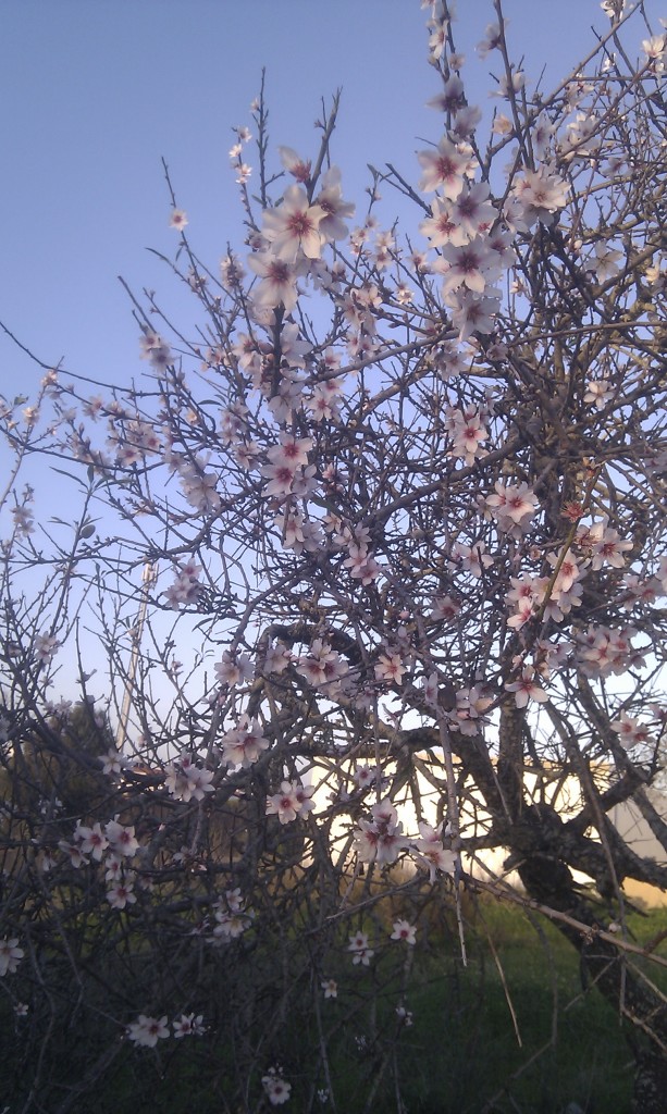 Blossom in January. It's warm here in early Jan, 18 degrees in the shade.