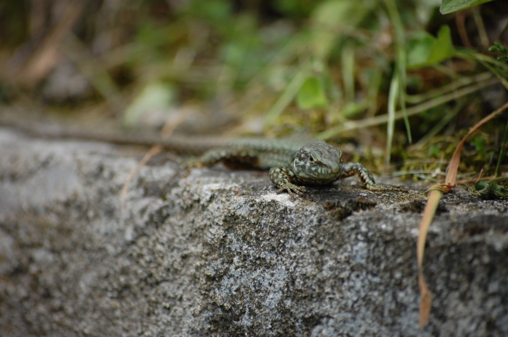 Lake Orta Lizard, he's not afraid of a pasty white Brit!
