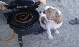 dog and gas bbq