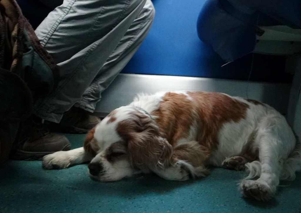 Very tired little pooch on the train back
