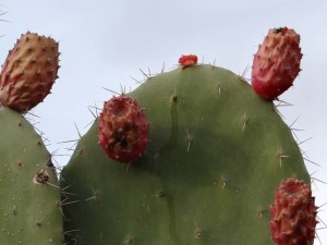 Just kidding about the beer. Above piccy shows prickly pears, the stump was where I picked one. With my bare hands. Not a good idea, they deposit hundreds of tiny spikes, which are now driving me nuts.