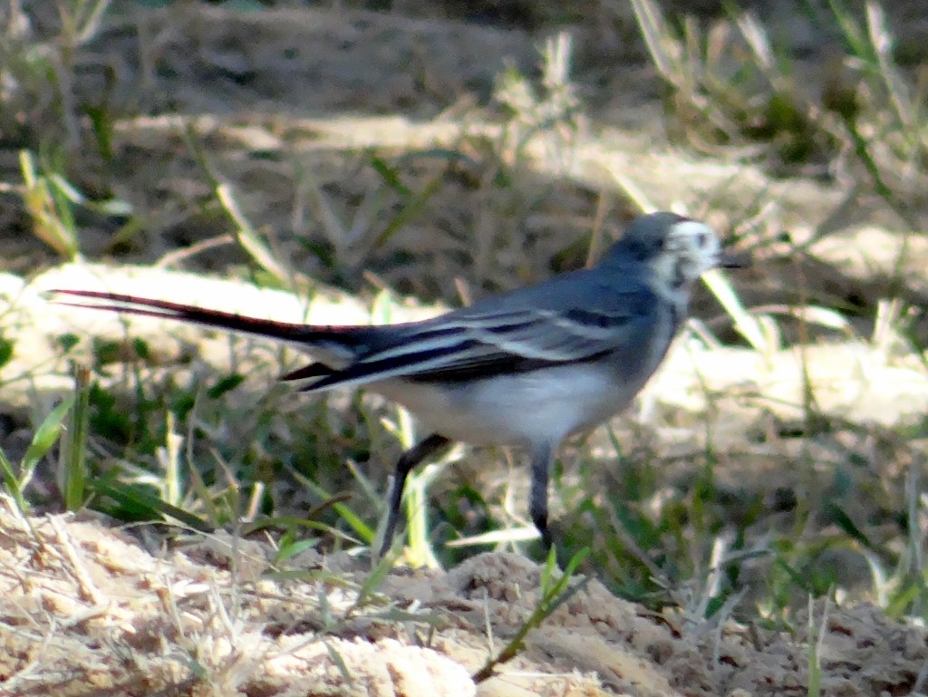 Slightly blurred bird in oasis