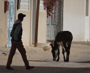A boy chased this animal about the streets, throwing stones to herd it.