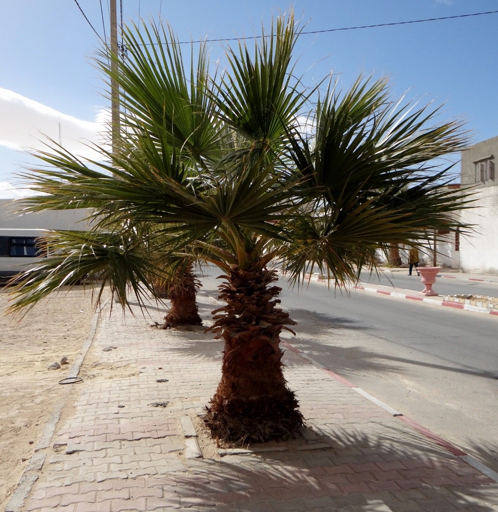 The pavements have palm trees on them, only they are spiky and take up the whole pavement!