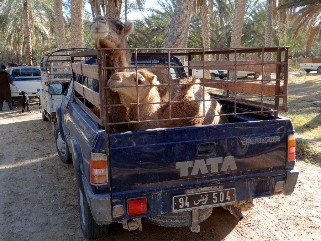 This seemed odd to me as camels are surely the best way to get around here!