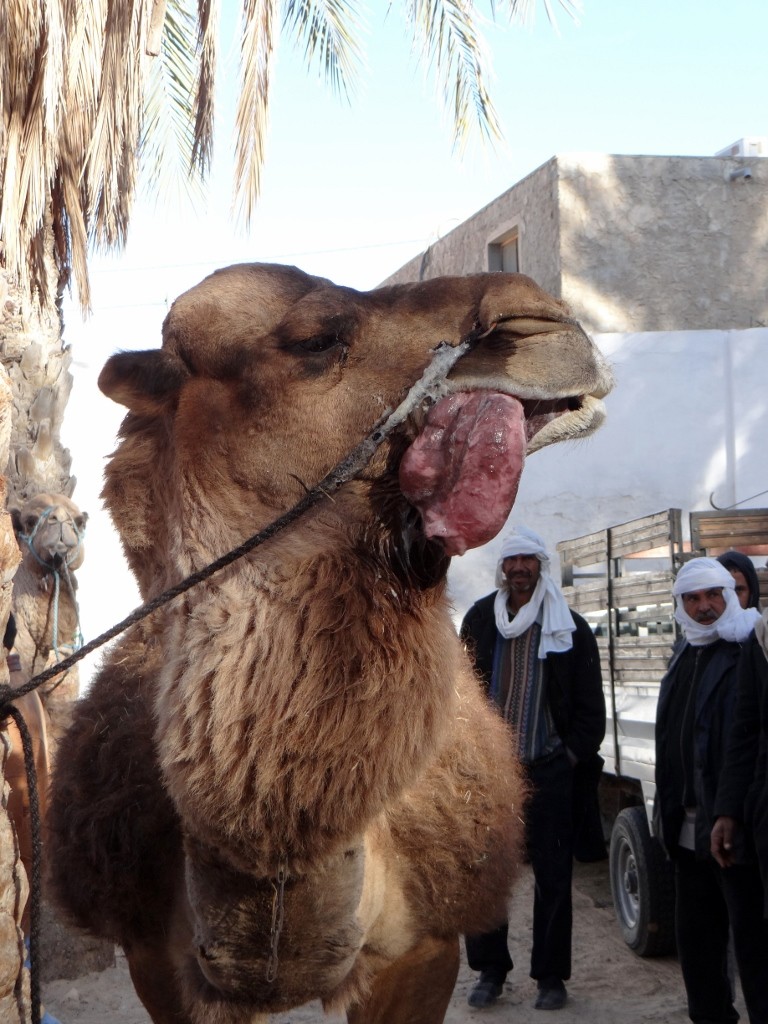 I'm pretty sure this camel was expressing its feelings by inflating its tongue and making farting noises!