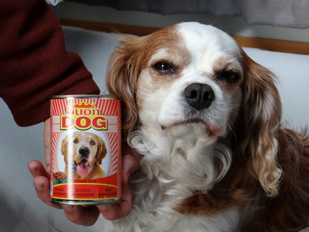 Charlie isn't impressed by the Apprentice style dog food packaging.