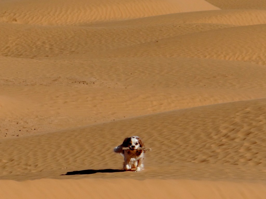 Desert dog loves a stick chase