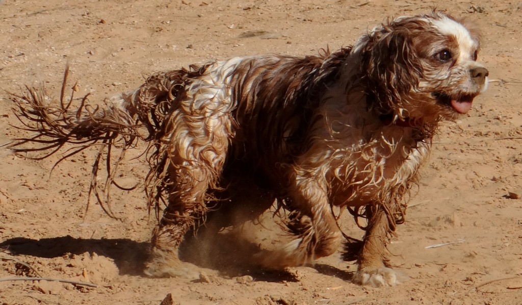 He might be mucky, but he's so happy