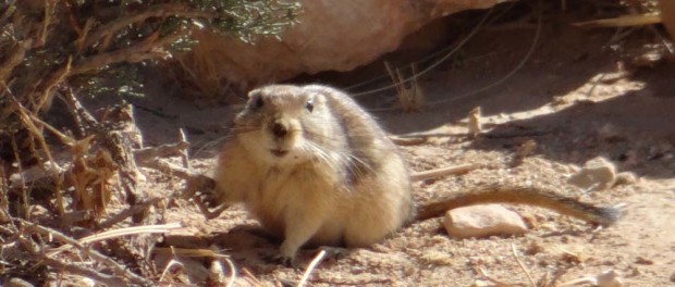 Tunisian rodent challenge #1. What's this furry fella? We've decided it's a desert rat. He scampered about next to Dave while we had a cuppa and watched him.
