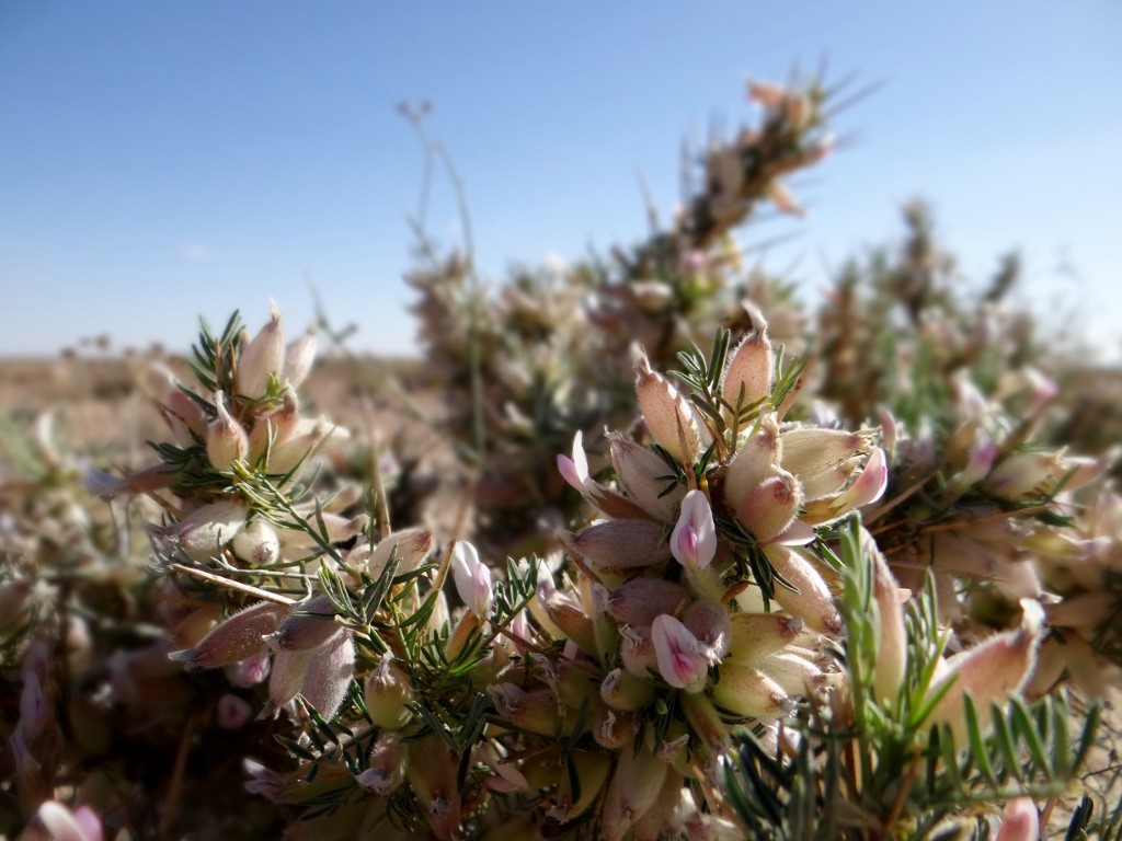 These hardy little plants cleverly survive in this dust bowl, somehow!