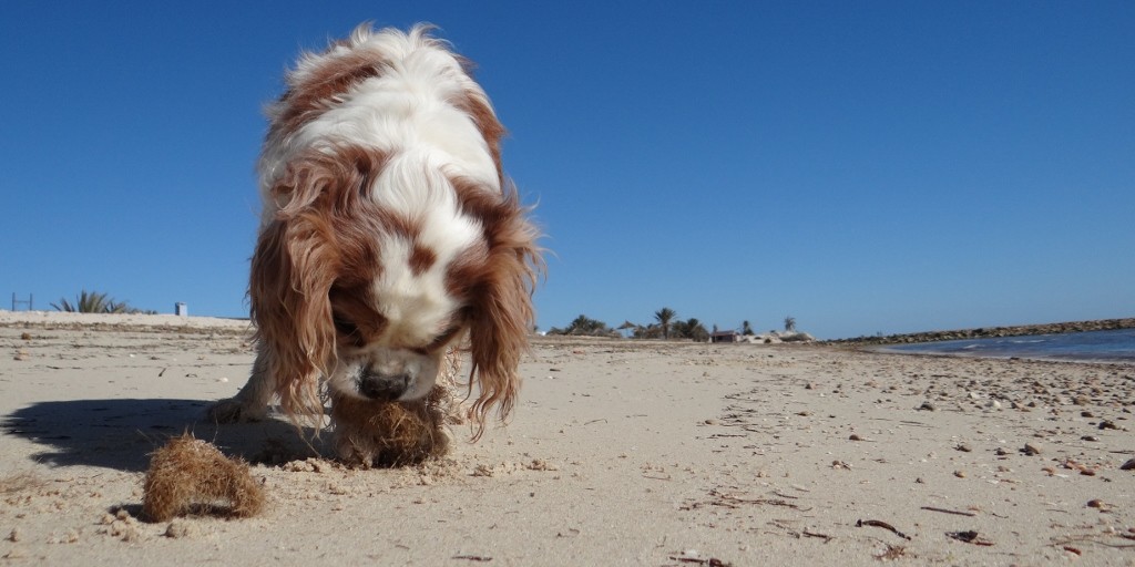 Charlie loves the round bits of trees which are all over the beach - free balls!