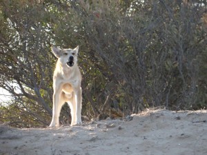 Wild dogs inhabit the west coast of Jerba. This chap yapped out an alert to the rest of the pack as I exited Dave, at which point they all legged it into the trees.