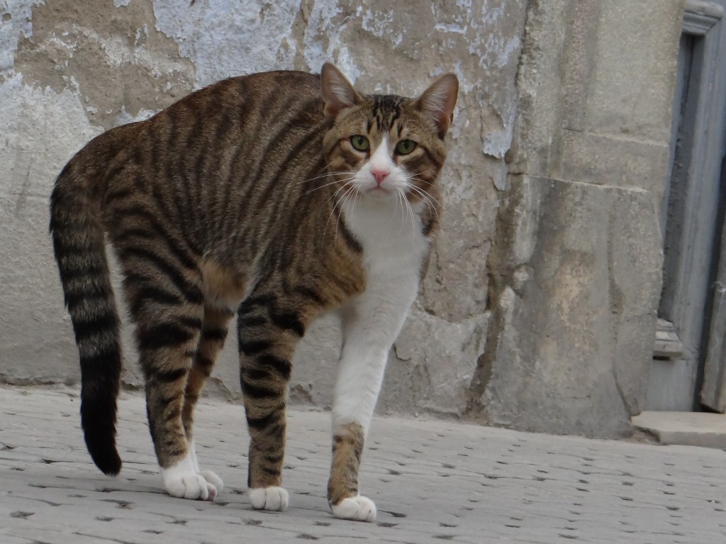 Another local cat spots pooch in the medina!