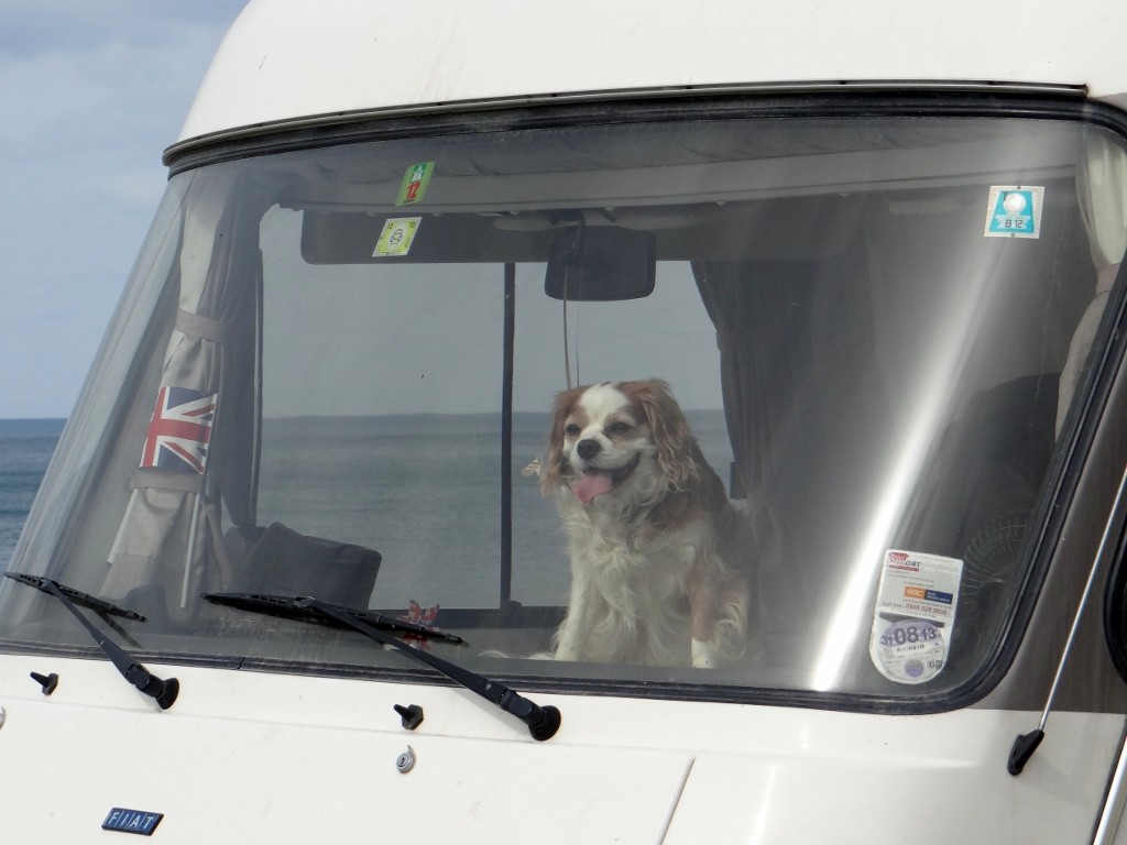 Our own nodding dog on the dashboard!