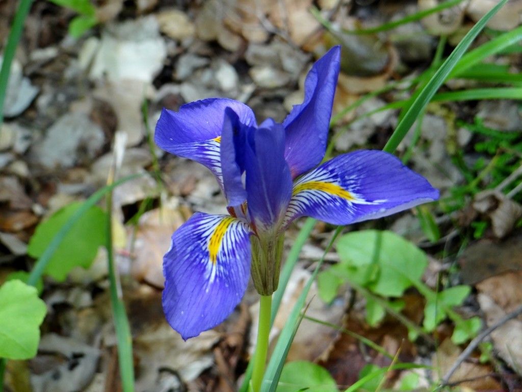 Not sure what this is, but it was all along and beautifully coloured. An Iris?