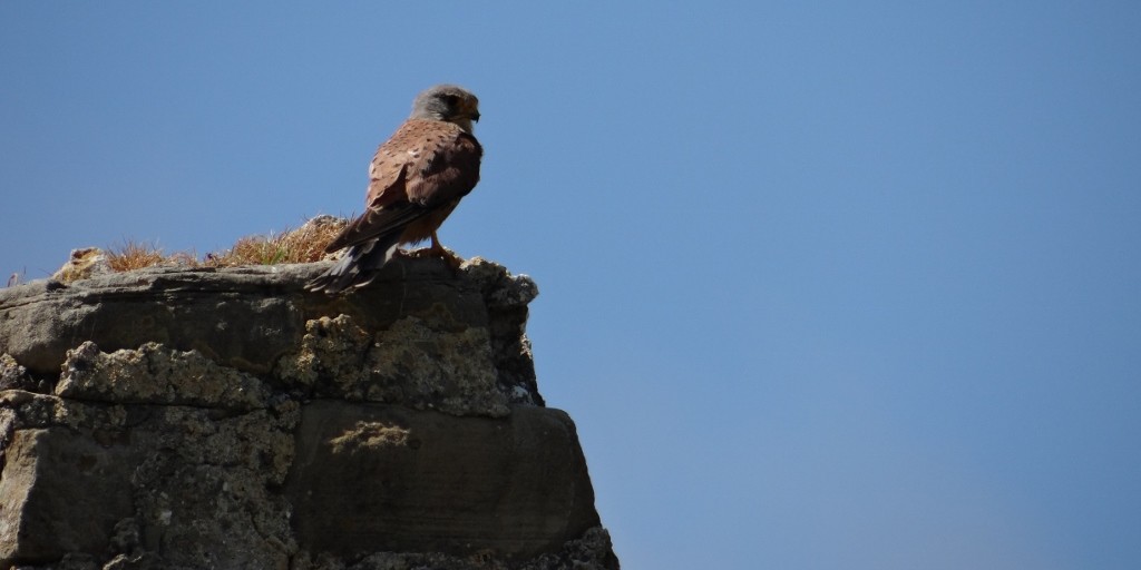 A bird of prey hanging around the castle - any ideas?