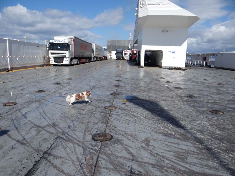 Dog Playing Deck Ferry Greece Italy
