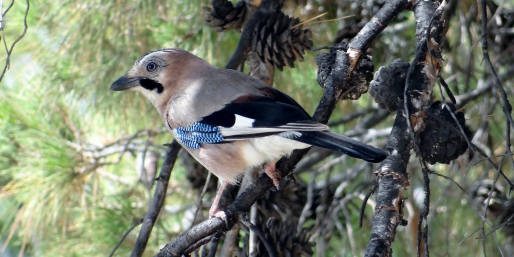 The pine trees are full of Jays
