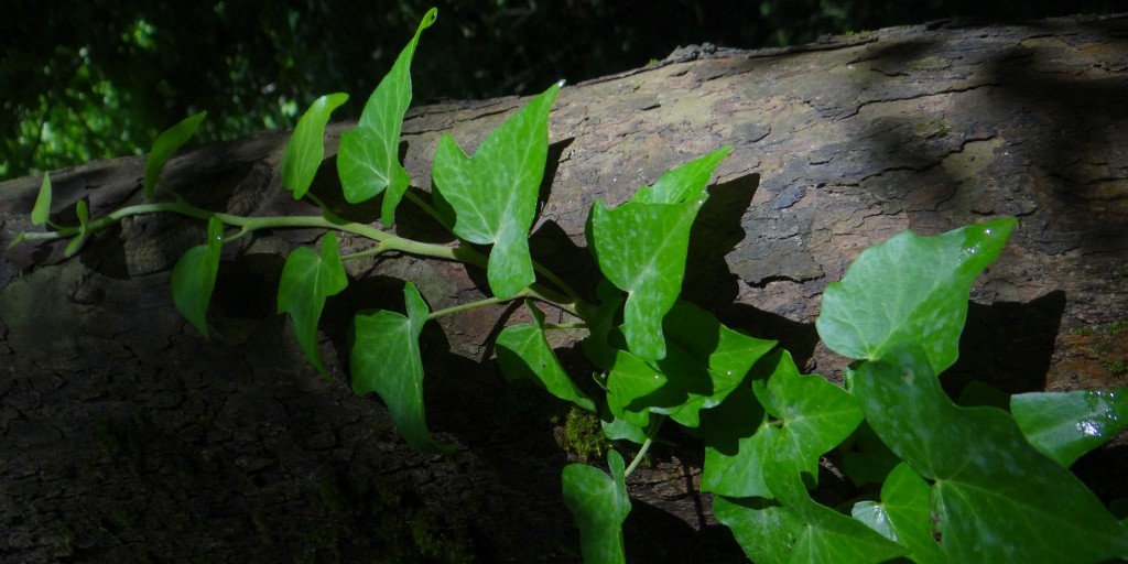 Ivy growing in the cool of the mountains