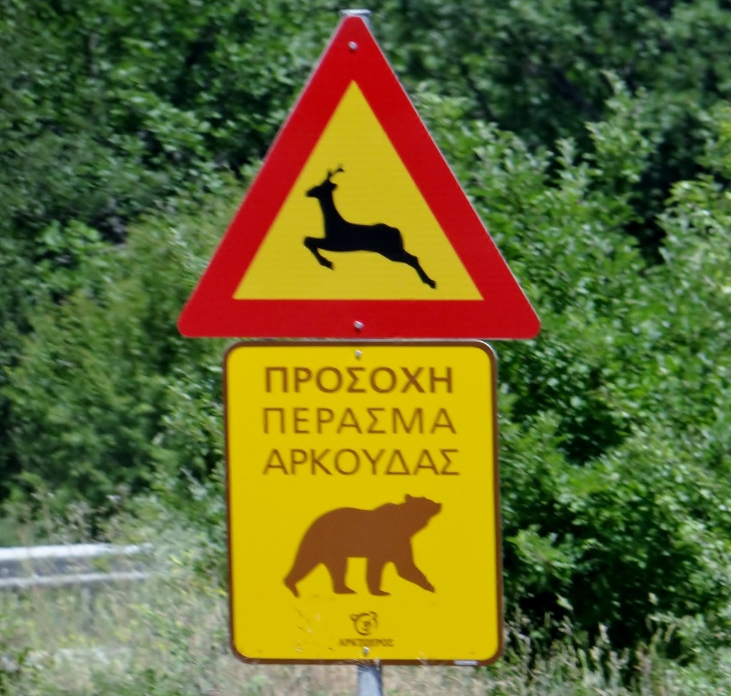 All across Greece cows, goats and sheep are to be expected on the roads. Here in Western Macedonia they like to go one step further!