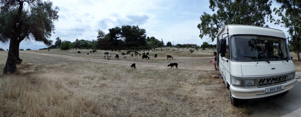 This afternoon the beach was invaded by around 300 goats!