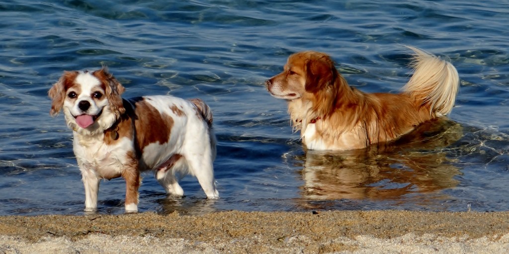 Charlie and his new best beach buddy hang out in the water