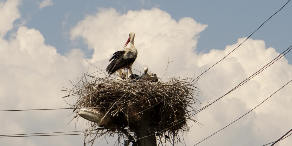 Storks are on loads of telegraph poles as we drive through the first few villages in Bulgaria.
