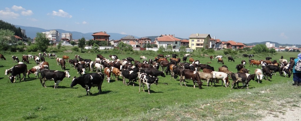 Town, grass with cows, road =  Bulgaria!