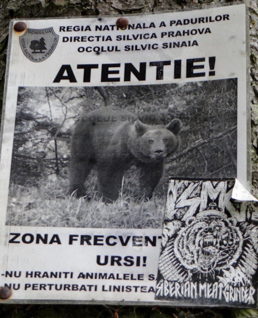 Has someone lost a pet bear? These posters are everywhere!