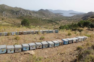 Bee hives approaching Bozburun