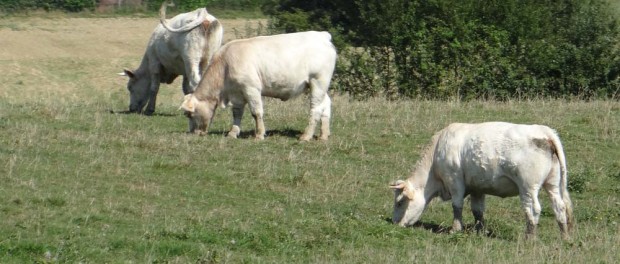 White cows reside in the fields around here, wonder if they are all albino or just had their brown spots washed off?