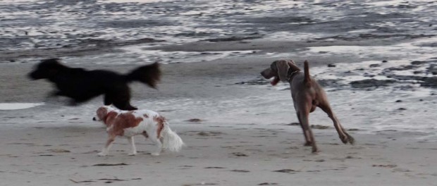 Charlie plays with his new mates on the beach (yeah right - Charlie tries to get away from the big dogs who want to play on the  beach!)