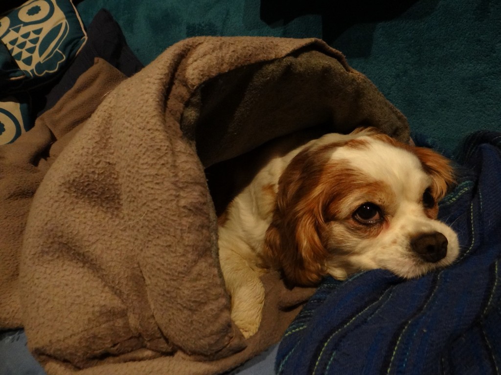Charlie in his dog sleeping bag.