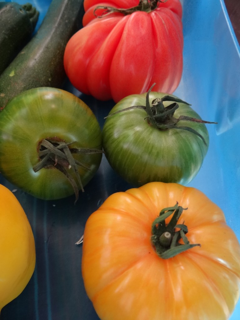 We did manage some veg too - traffic light tomatoes anyone?