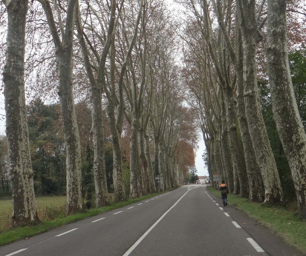 Tree-lined French roads, which we can just about make out through the bug-splattered screen.
