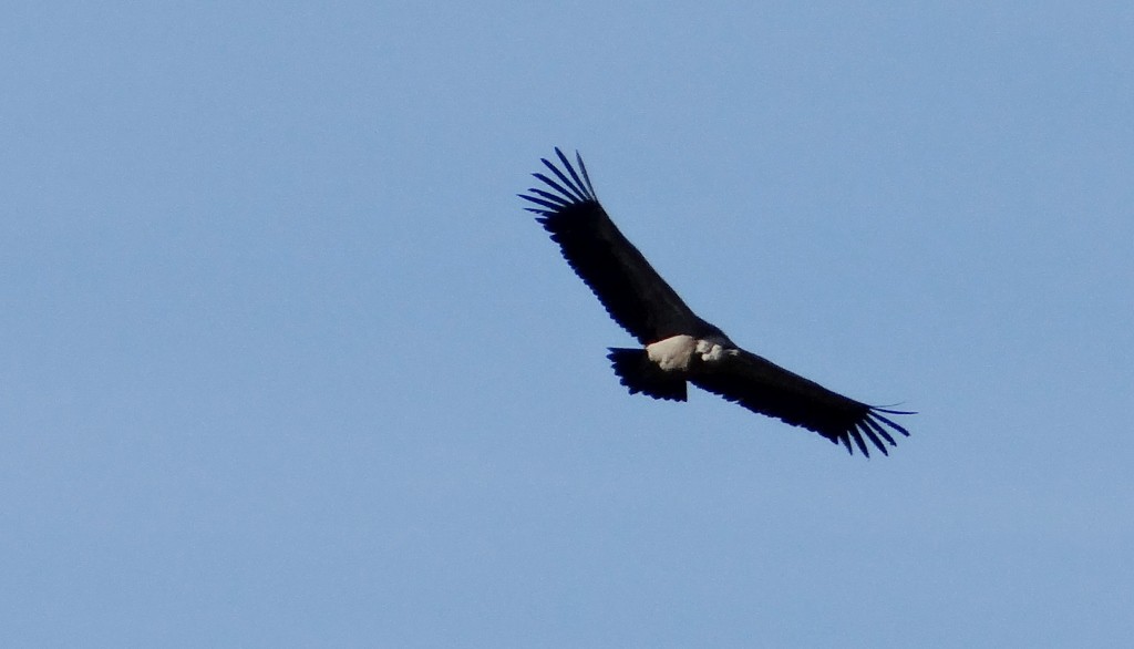 Loads more Griffin Vultures today, circling the car park!
