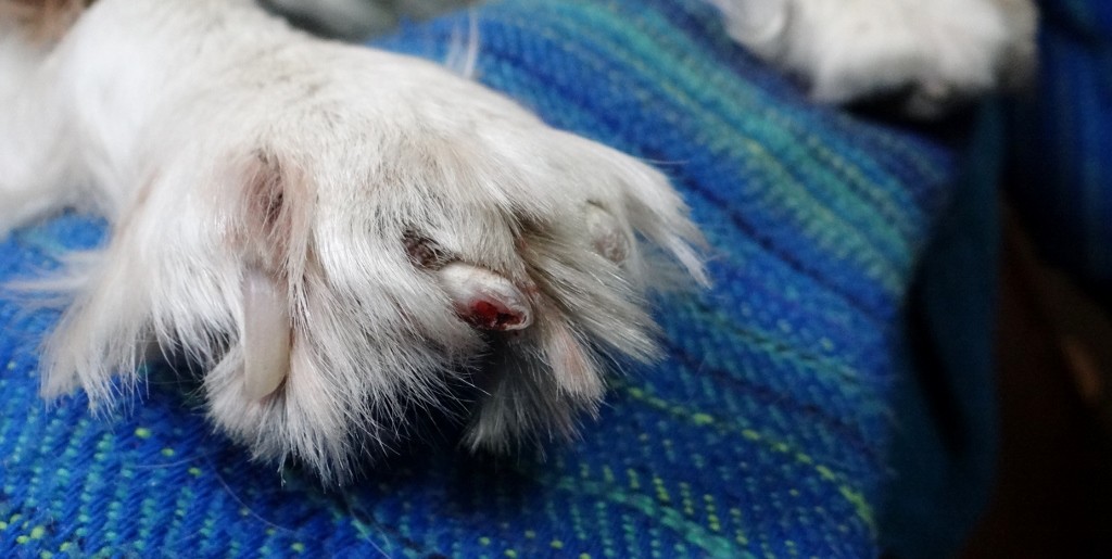 Poorly pooch paw, which is also in need of a fur cut!