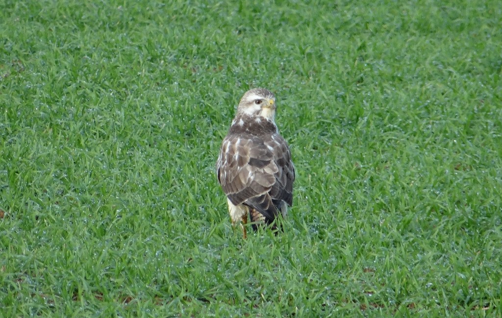 Four birds of prey just stood in a field alongside the road as we drove past?