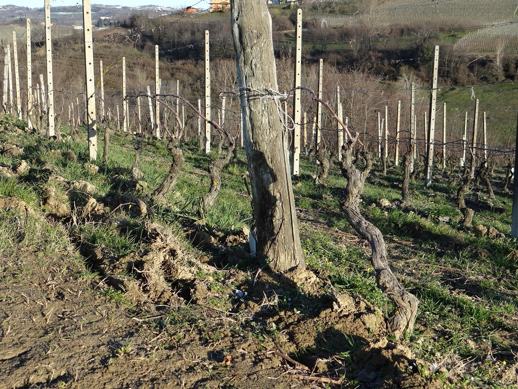 The vines have all been trimmed back ready for the growing of grapes to begin