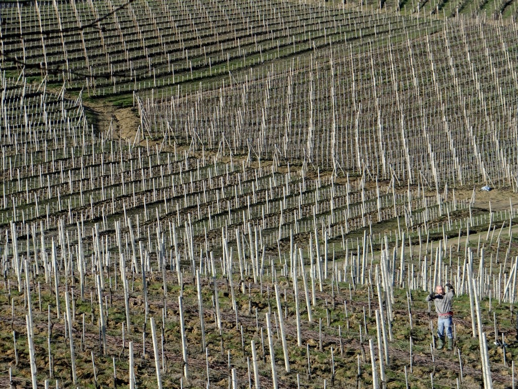 Today we played spot the worker - lone figures clipping miles of vines