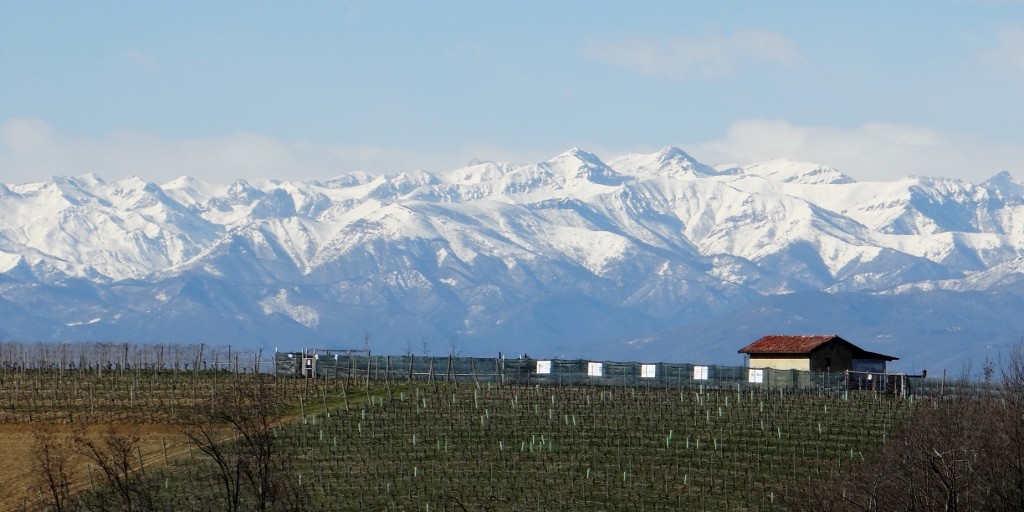 Sleeping among the Borolo vines, with the Alps in the background. Heaven.