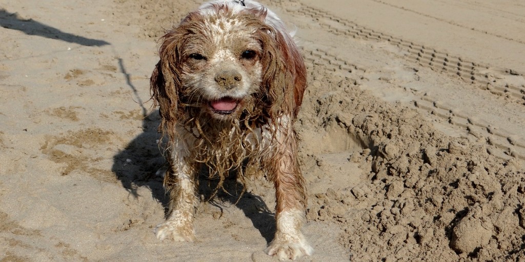 Wiping a wet face on the sand is never a good way to clean it