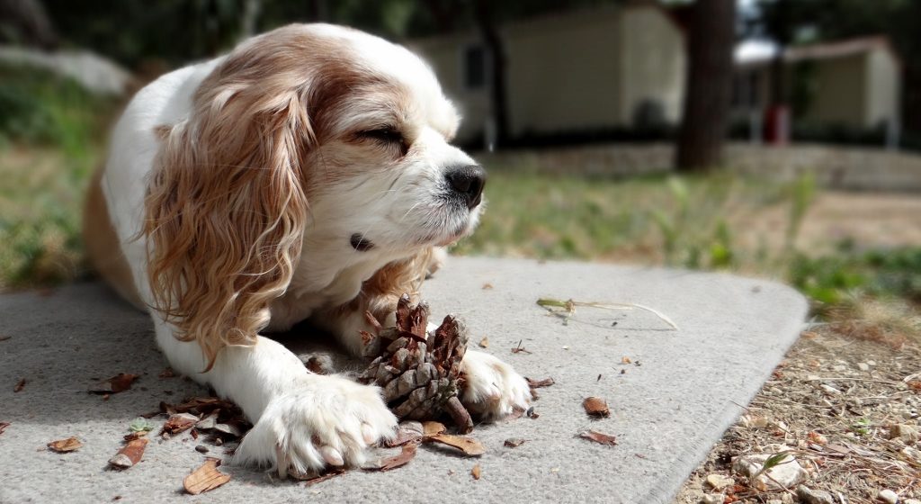 Chilled out Charlie enjoying a pine cone chew