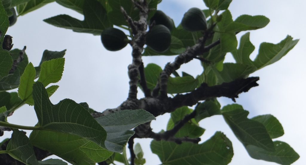 The figs coming on well on Krk, Croatia