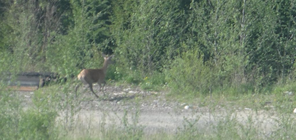 Deer! Through the scratched glass of a cable car, so apologies for quality...