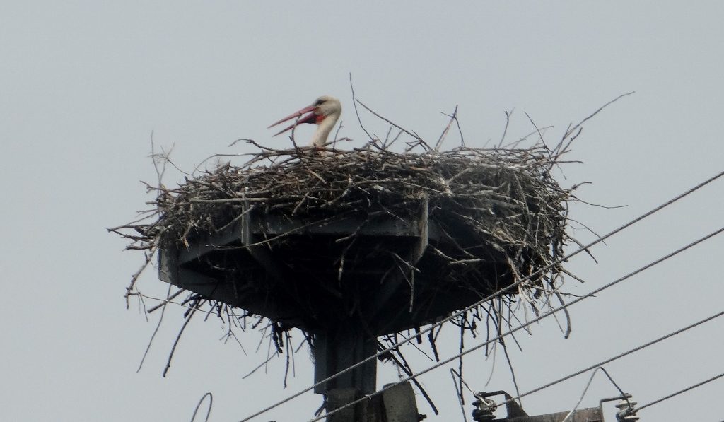 Storks are considered lucky here in Poland
