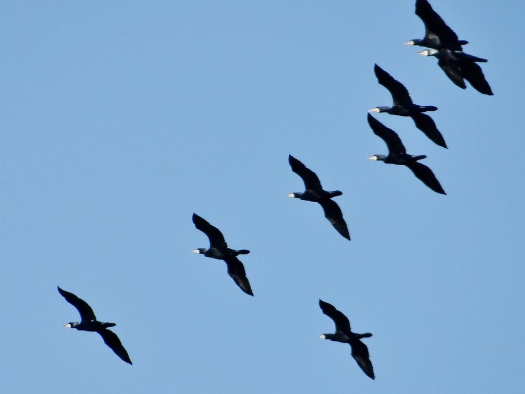 Flying birds in formation