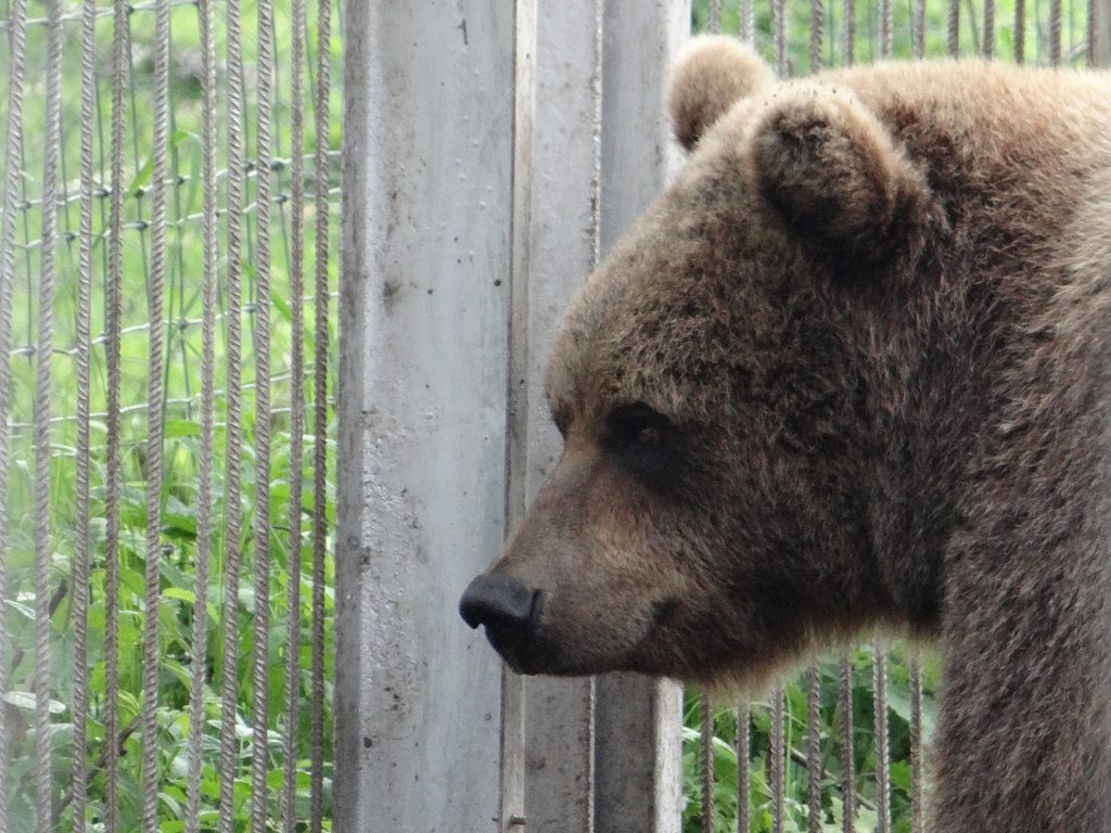 Sorry-looking bear at Grūtas Park